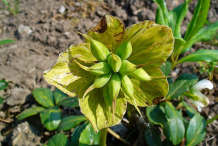 Fruits-of-Christmas-rose