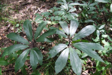 Leaves-of-Christmas-Rose