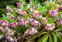Other-Varieties-of-Helleborus