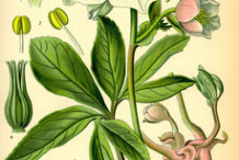 Plant-Illustration-of-Christmas-Rose-plant