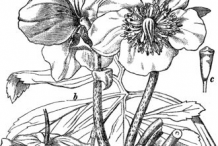 Sketch-of-Christmas-Rose-plant