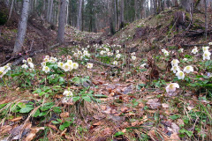 Christmas-Rose-Plant-growing-wild