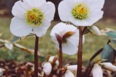 Flowering-stem-of-Christmas-rose