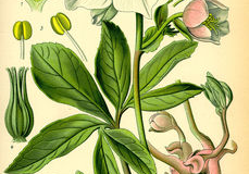 Plant-Illustration-of-Christmas-Rose-plant
