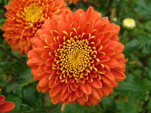 Chrysanthemum-Orange