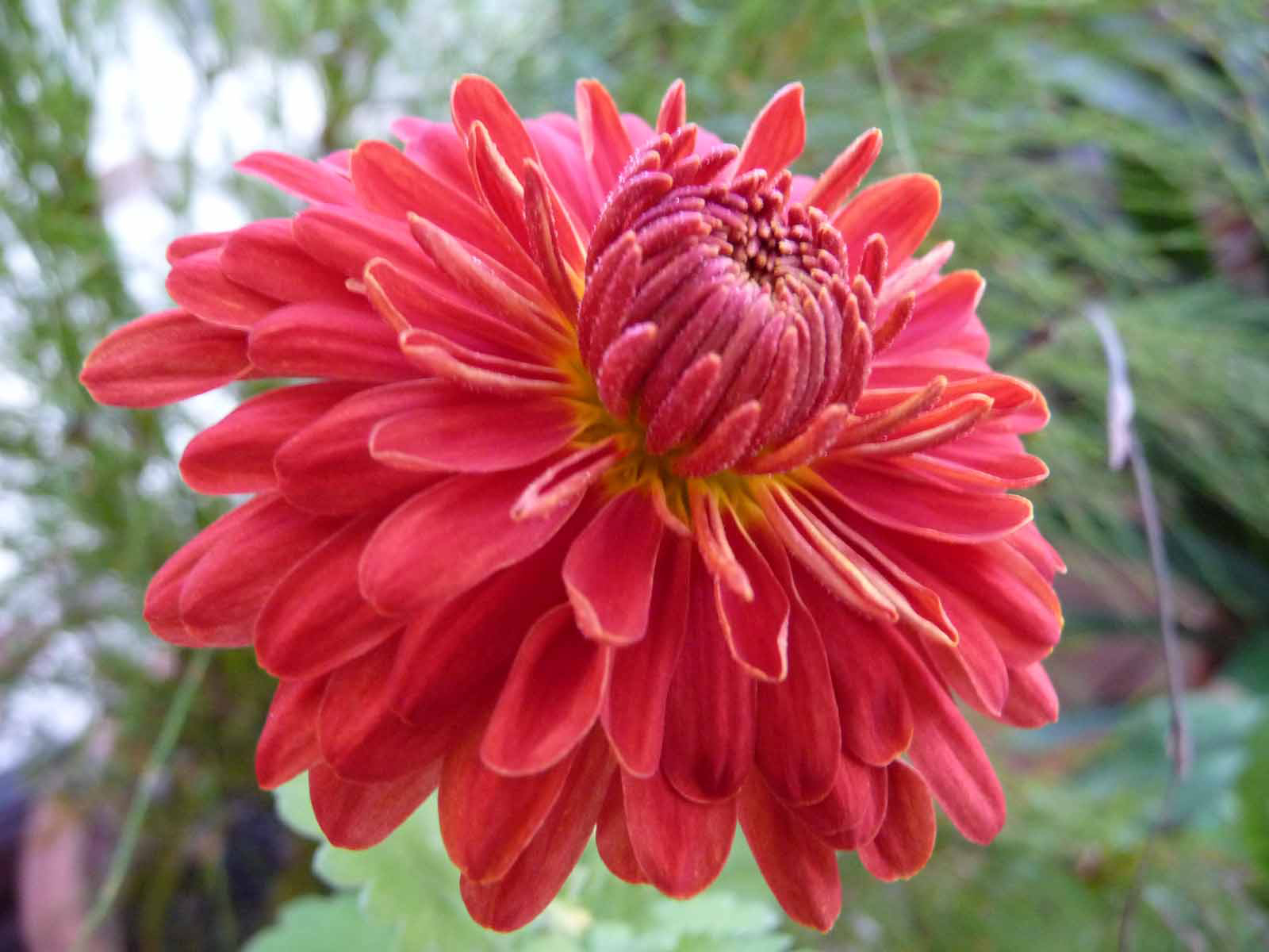 Chrysanthemum-Red
