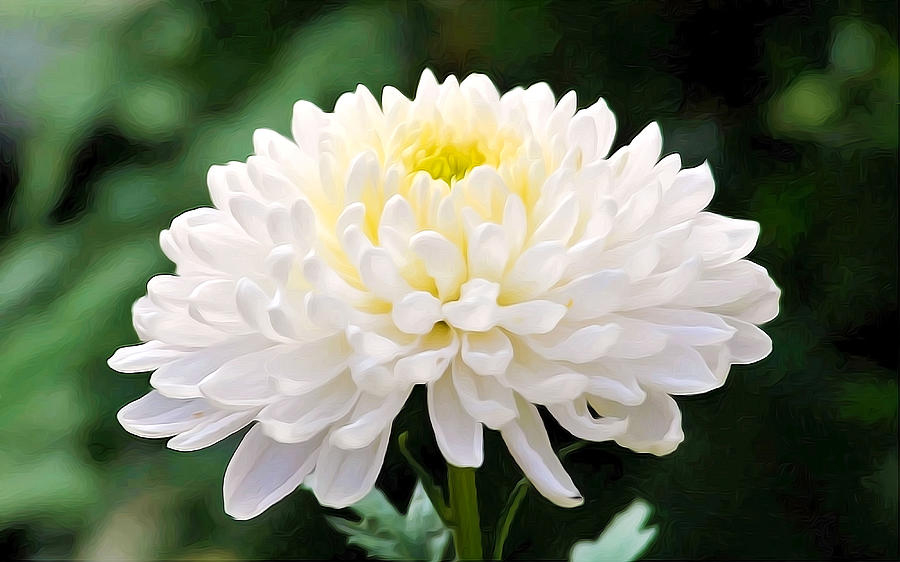 Chrysanthemum-White