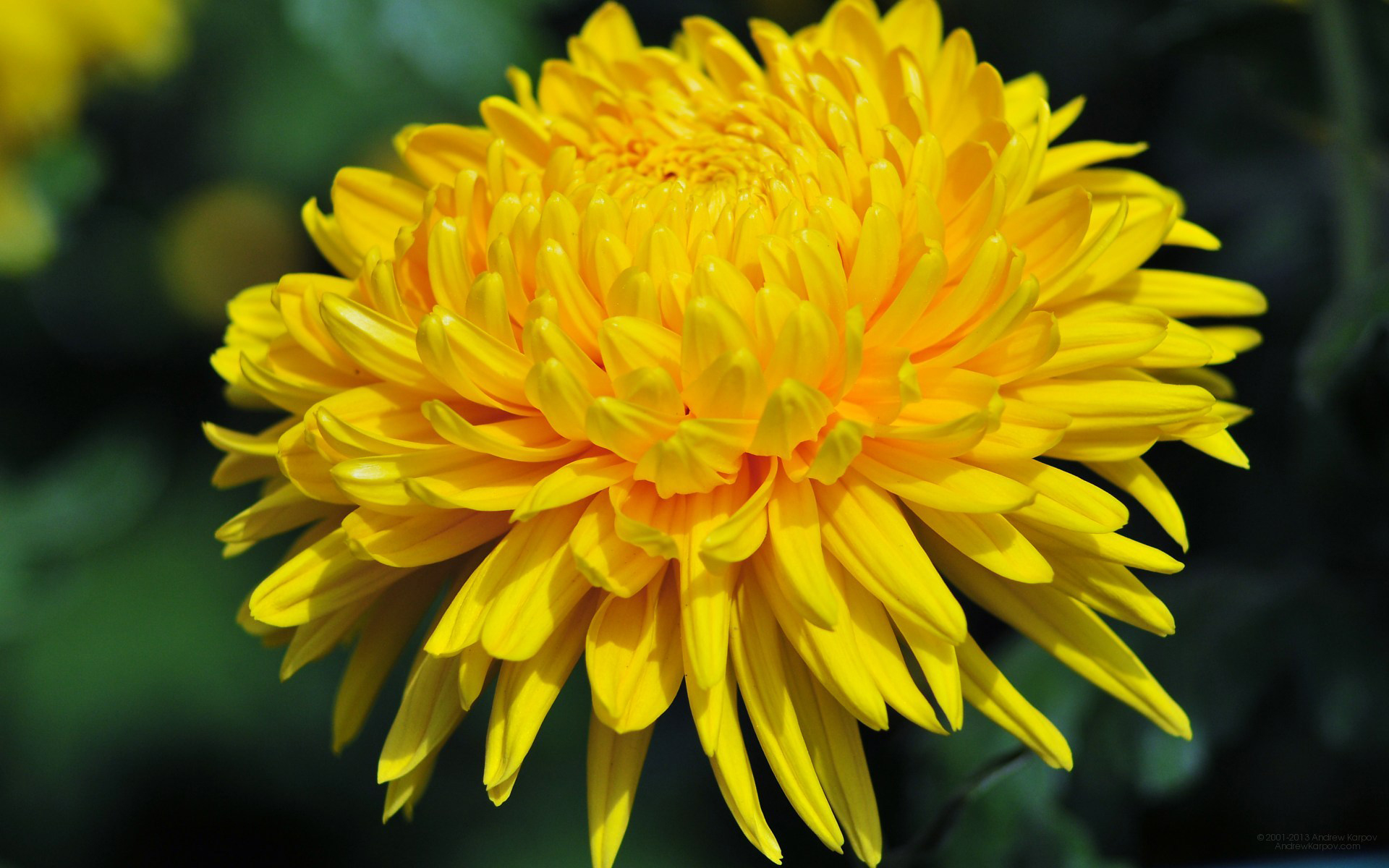 Chrysanthemum-Yellow