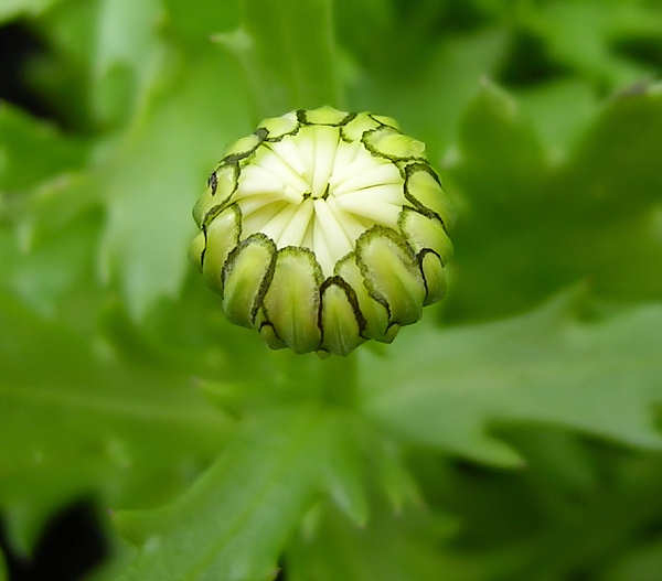 Flower-bud-of-Chrysanthemum