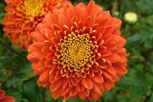 Chrysanthemum-Orange