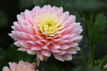 Chrysanthemum-Pink