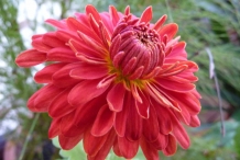 Chrysanthemum-Red