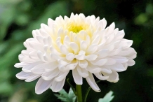 Chrysanthemum-White