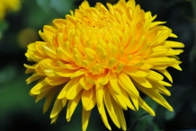 Chrysanthemum-Yellow