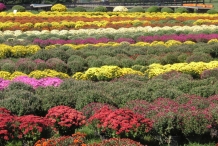 Chrysanthemum-farm