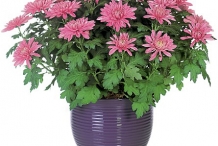 Chrysanthemum-plant