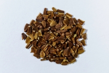 Chrysanthemum-seeds