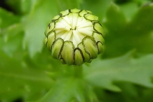 Flower-bud-of-Chrysanthemum