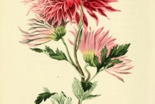 Illustration-of-Chrysanthemum