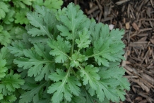 Leaves-of-Chrysanthemum