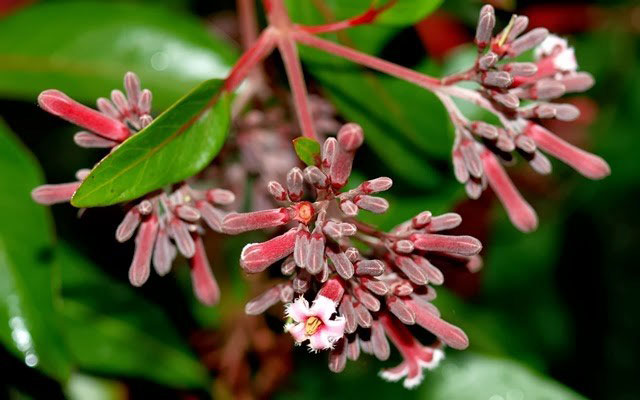 Flowering-buds-of-Cinchona