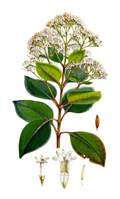 Plant-illustration-of-Cinchona