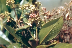Cinchona-plant