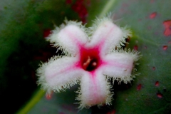 Flower-of-Cinchona-plant