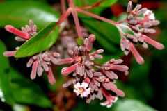 Flowering-buds-of-Cinchona