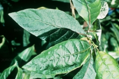 Leaves-of-Cinchona