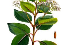 Plant-illustration-of-Cinchona