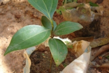 Cinnamon-plant