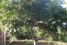 Cinnamon-tree