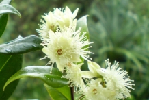 Close-up-flower-of-Cinnamon