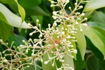 Flower-bud-of-Cinnamon