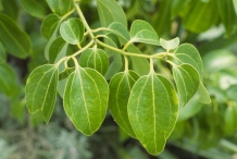 Leaves-of-Cinnamon