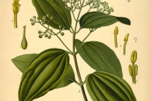 Plant-illustration-of-Cinnamon