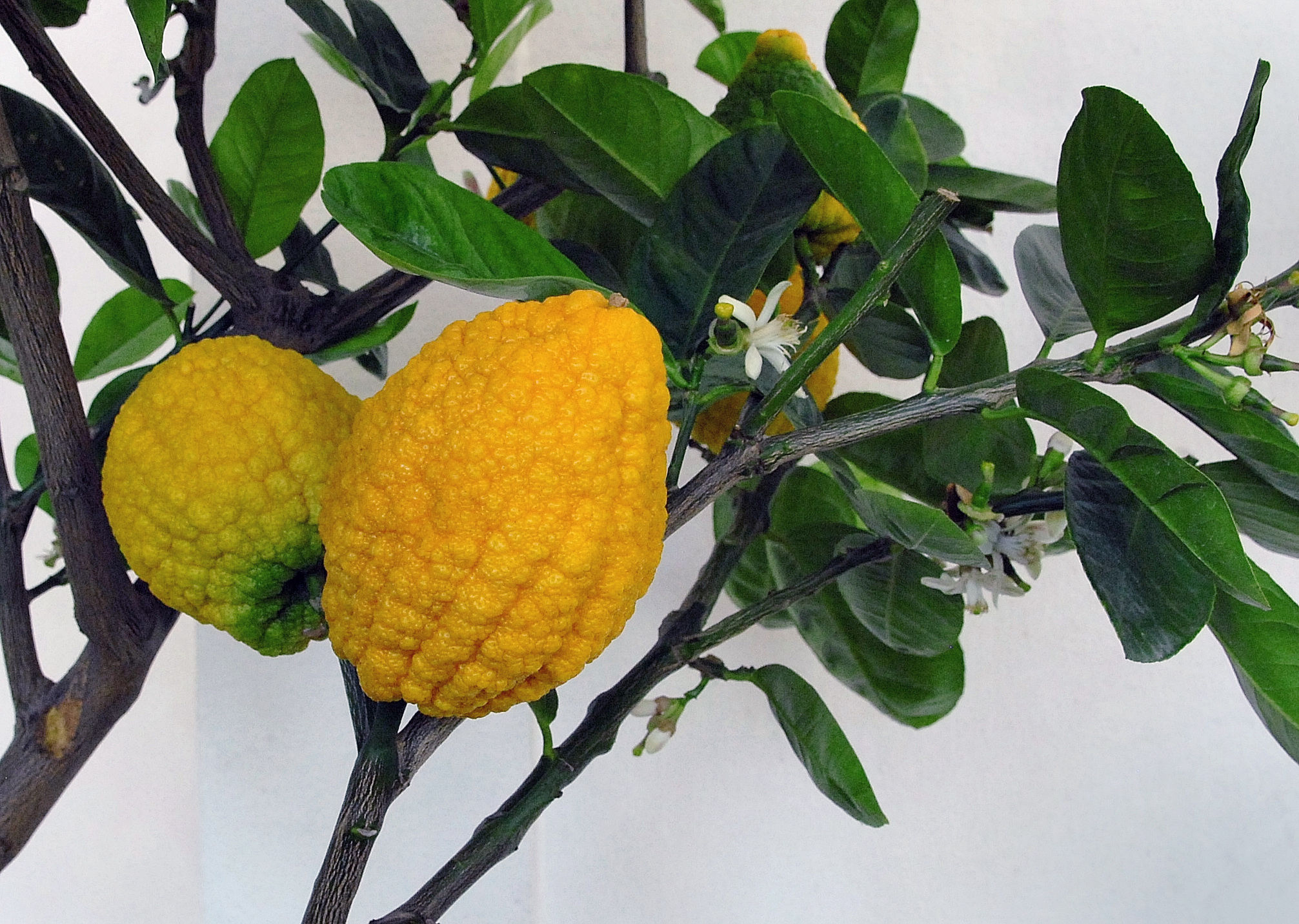 Citron-fruit