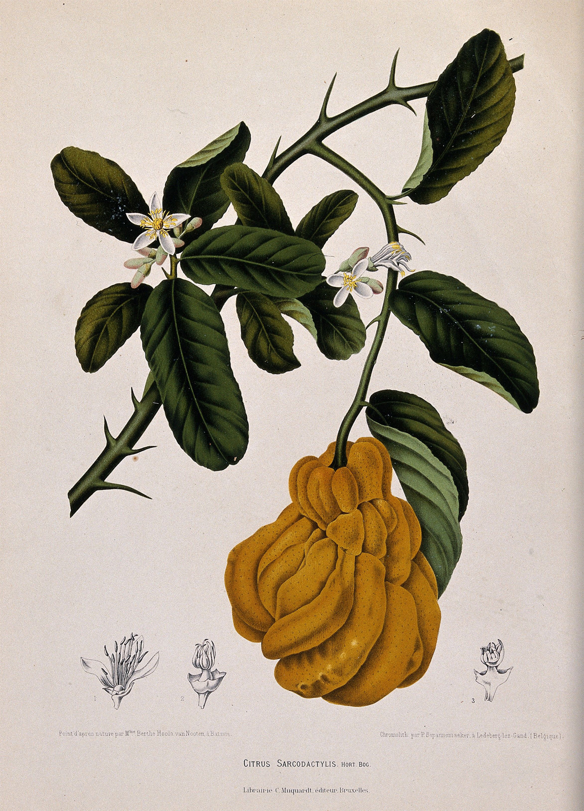 Plant-illustration-of-Citron