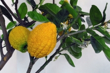 Citron-fruit
