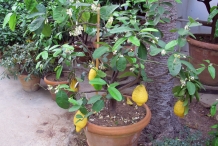 Citron-plant