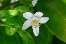 Close-up-flower-of-Citron