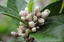 Flower-bud-of-Citron