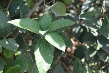 Leaves-of-Citron
