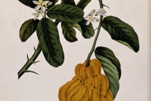 Plant-illustration-of-Citron