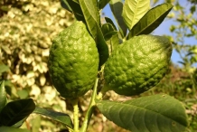 Unripe-citron