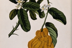 Illustration-of-Citron