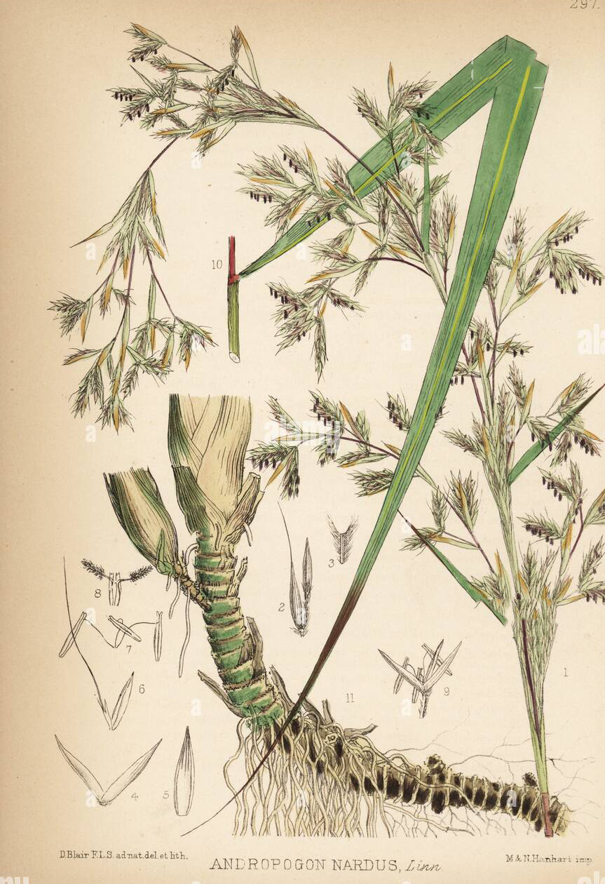 Plant-illustration-of-Citronella