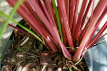 Closeup-view-of-leaf-pattern-of-Citronella