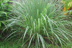 Citronella-plant